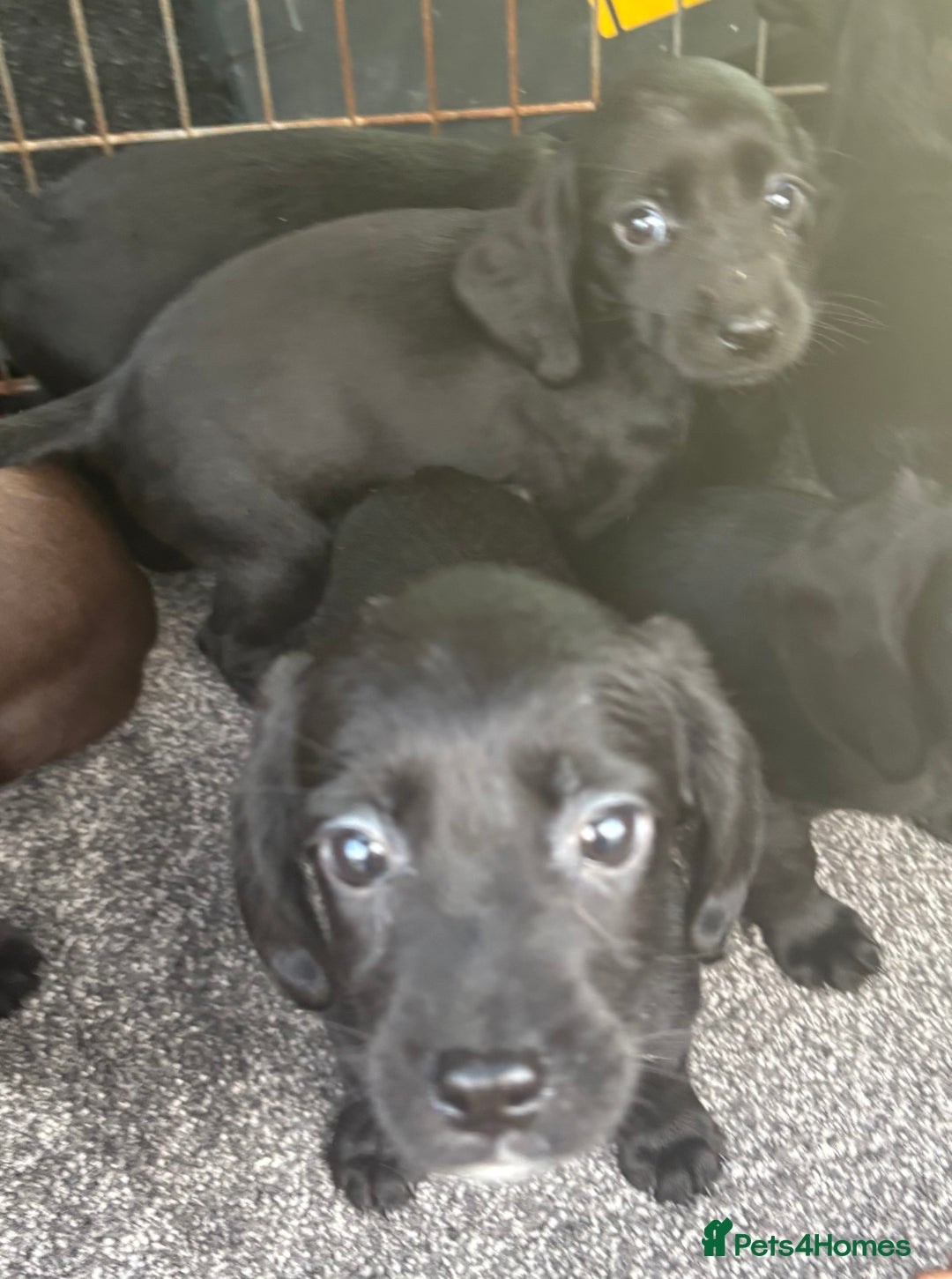Cockerdor dogs for sale: Beautiful cockerdor puppies - Image 25