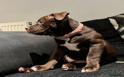 Mixed Breed dogs for sale: 12 Week Old Puppy for Home - Image 3
