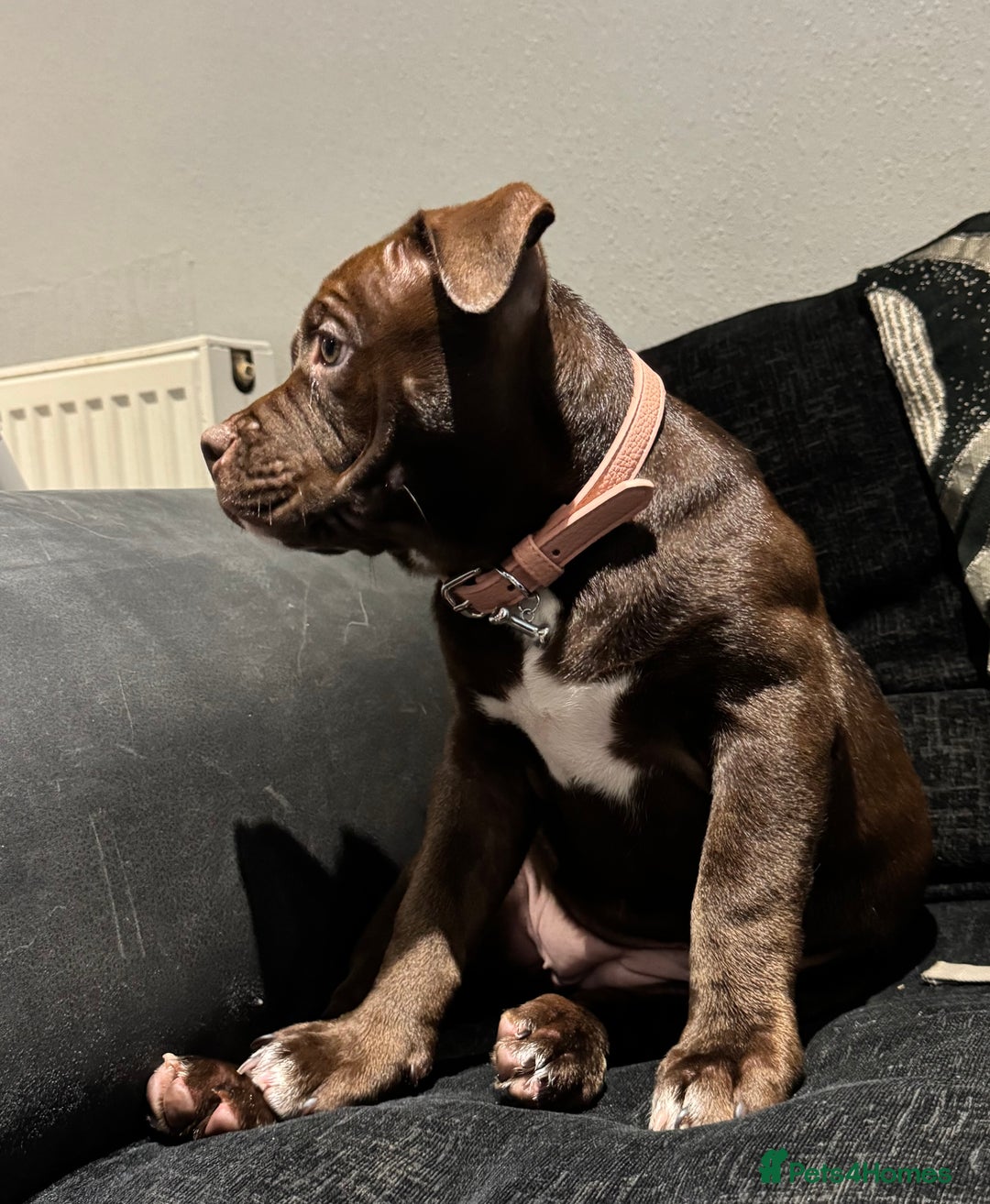 Mixed Breed dogs for sale: 12 Week Old Puppy for Home - Image 3