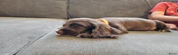 Cocker Spaniel dogs for sale: Cocker spaniel puppy 10 weeks old in Northampton - Advert 2
