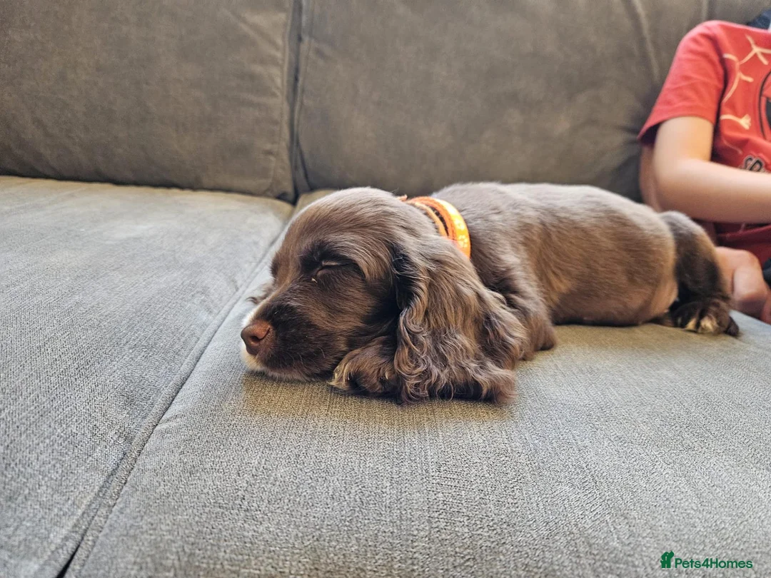 Cocker Spaniel dogs for sale: Cocker spaniel puppy 10 weeks old in Northampton - Advert 2