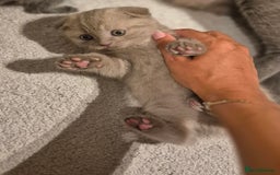 Scottish Fold cats for sale: Last 2 Scottish straight kittens  - Image 18