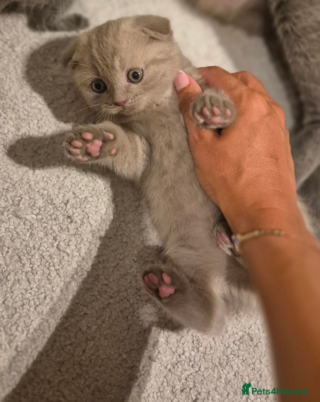 Scottish Fold cats for sale: Last 2 Scottish straight kittens  - Image 18