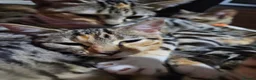 Mixed Breed cats for sale: Mixed bengal girls - Advert 5
