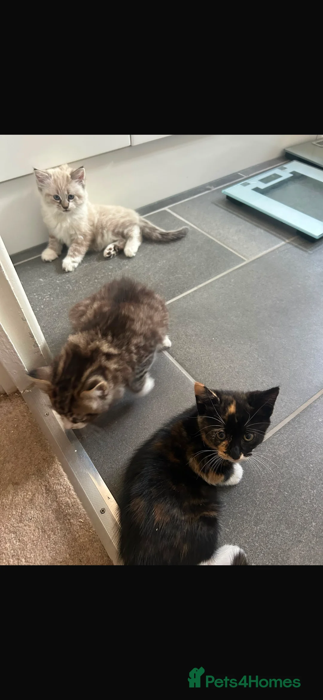 Mixed Breed cats for sale: 3 gorgeous kittens ready to go from 28th august - Advert 8