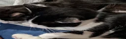 Mixed Breed cats for sale: Rescued cats and kittens - Advert 14