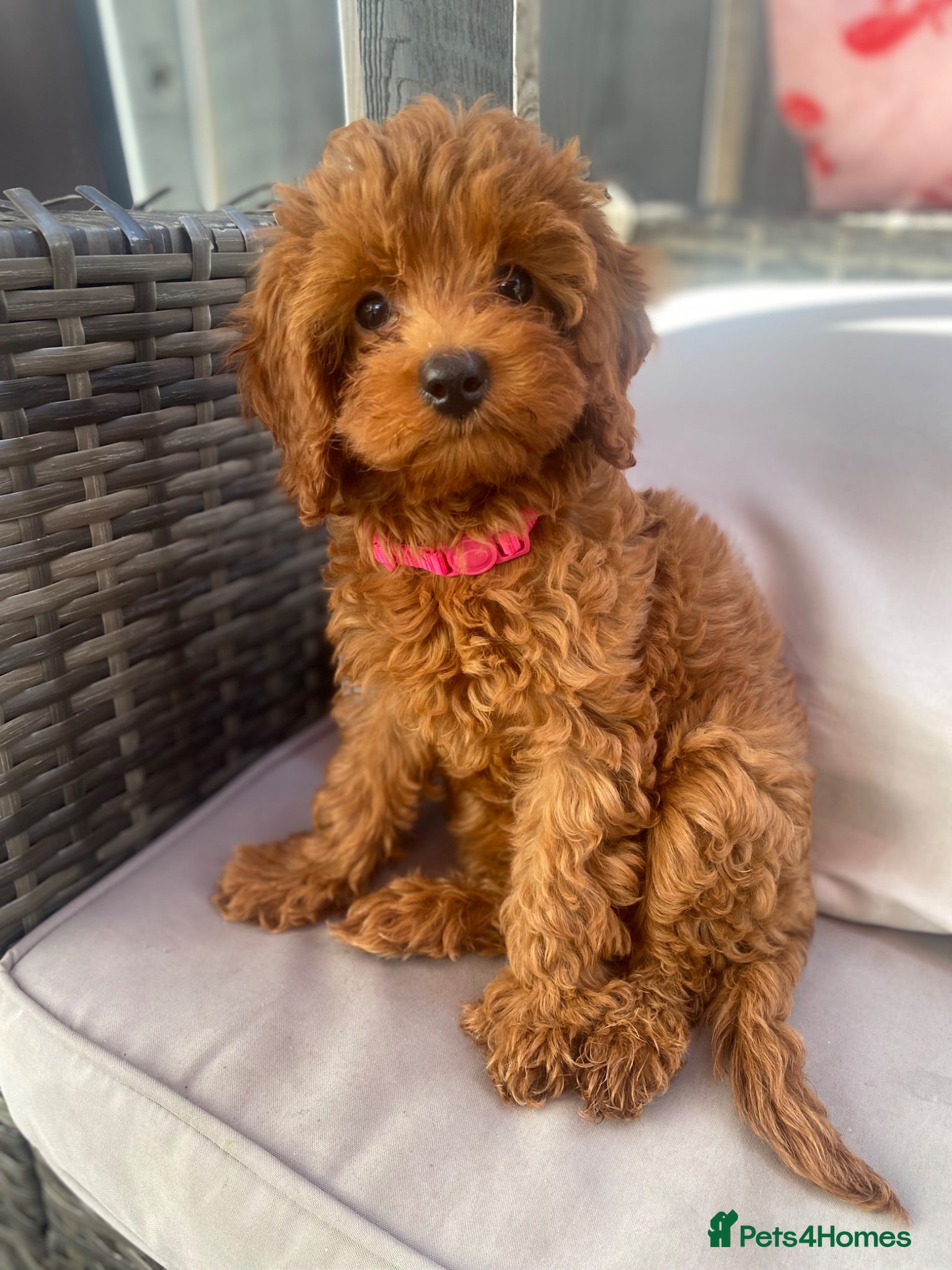 Toy Poodle dogs Cavapoo male puppies ready now  - Advert 5