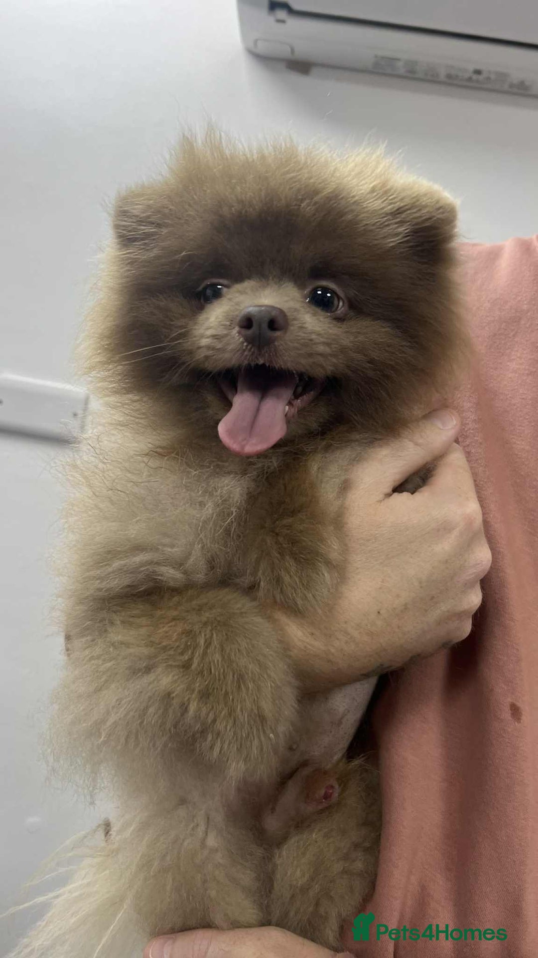 Pomeranian dogs for sale: Small & Fluffy Pomeranian Puppies Ready to Reserve - Advert 24