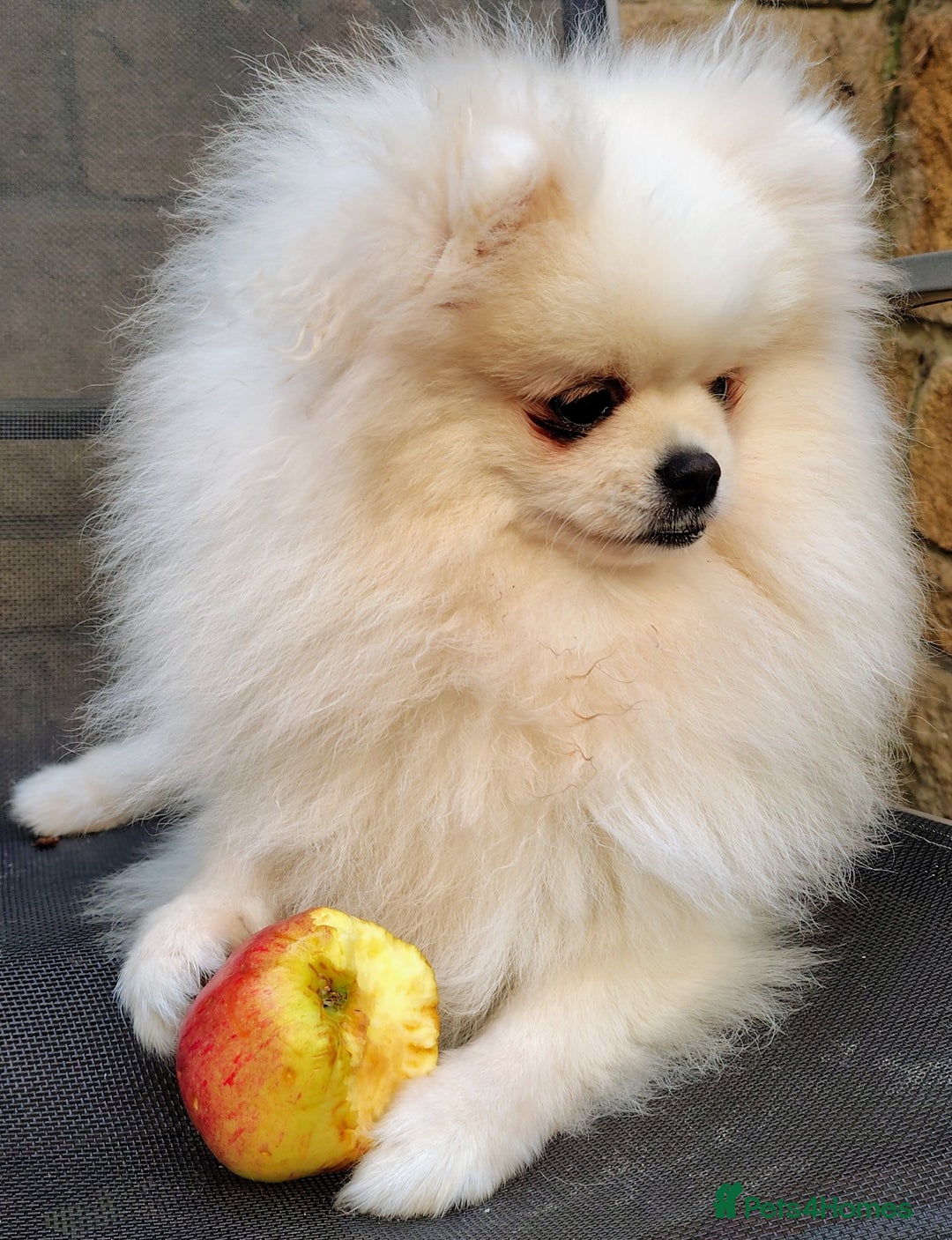 Pomeranian dogs for sale: Purebred Pomeranian Puppy male KC Reg - Image 6