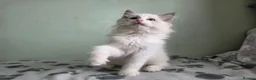 Ragdoll cats for sale: GCCF-registered Ragdoll kittens - Advert 16