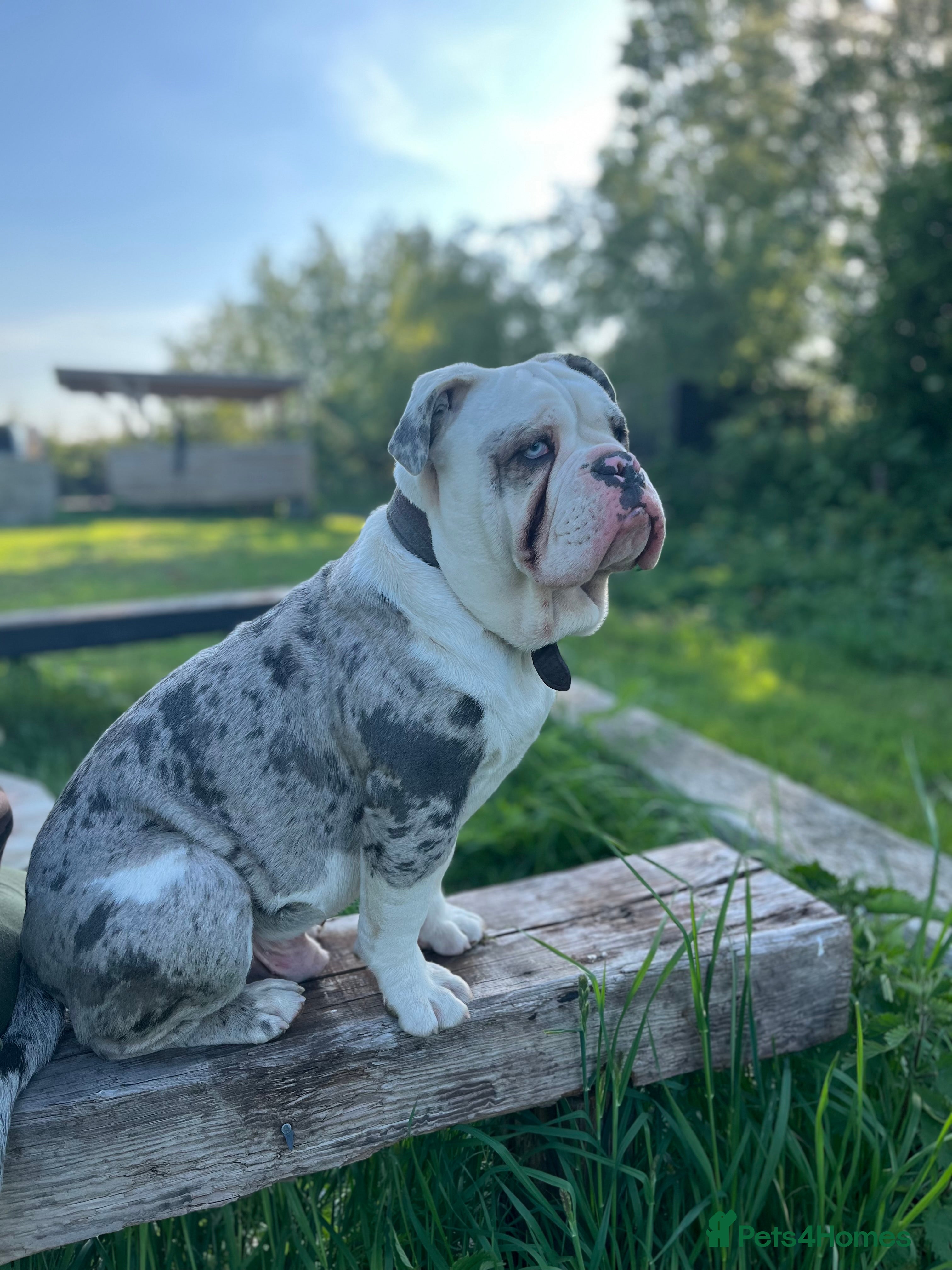 Dorset Olde Tyme Bulldogge dogs 11 month Old Tyne BullDog  - Advert 6