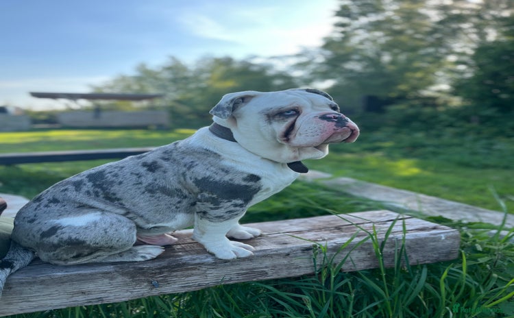 Dorset Olde Tyme Bulldogge dogs - Advert 1