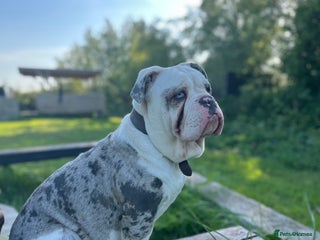 Dorset Olde Tyme Bulldogge dogs - Advert 4
