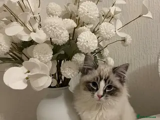 Ragdoll cats 6 month old male ragdoll - Advert 1