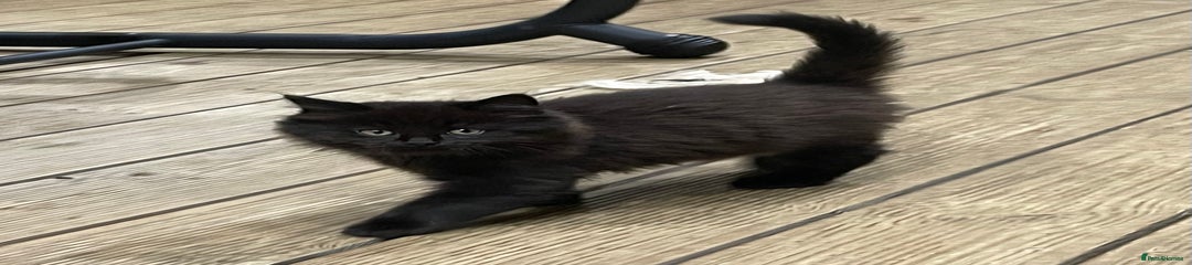 Mixed Breed Kitten 1