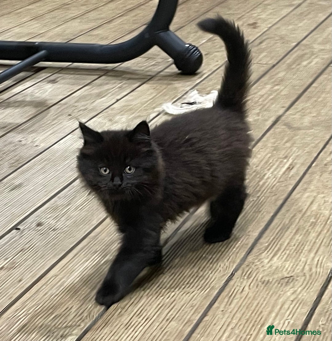 Mixed Breed cats for sale: 4 beautiful mixed breed kittene - Image 15