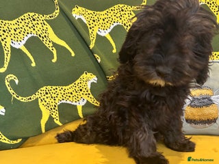 Cockapoo dogs F1 cocapoos - Advert 1