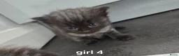 Ragdoll cats for sale:  kittens! - Advert 7