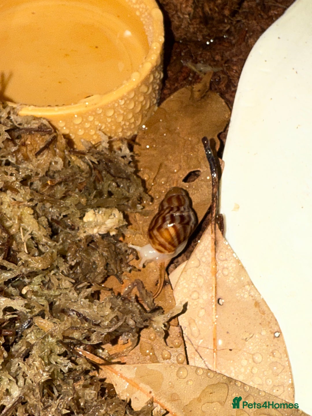 Snails invertebrates for sale: Giant African Land Snails x 4 WITH terrarium  - Image 2