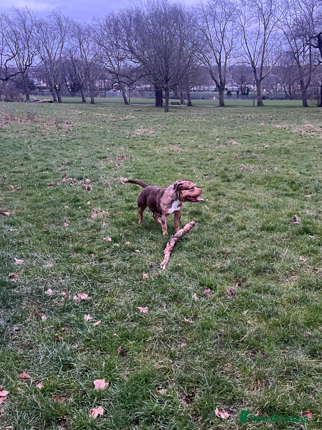 American Bulldog dogs for sale: Pocket bully female ( Asia  - Advert 4