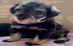 Miniature Schnauzer dogs for sale: 🐾🐶Schnauzer/Schnoodles🐶🐾 - Image 19