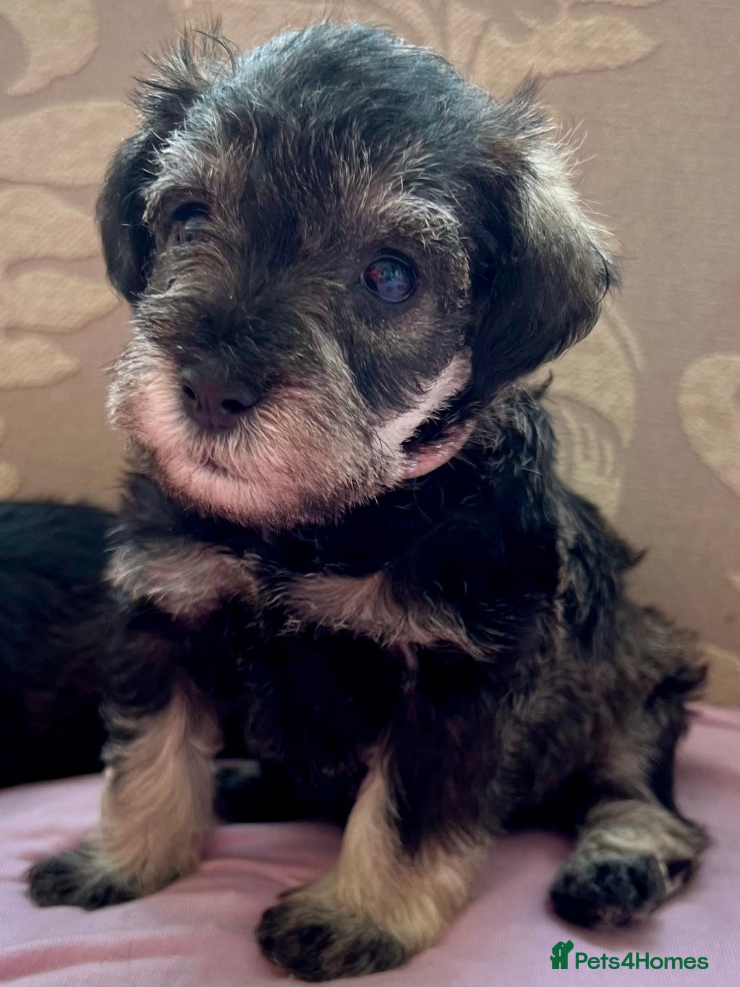 Miniature Schnauzer dogs for sale: 🐾🐶Schnauzer/Schnoodles🐶🐾 - Image 19