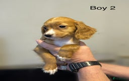 Cocker Spaniel dogs for sale: Beautiful cocker spaniel puppies ready now - Image 10