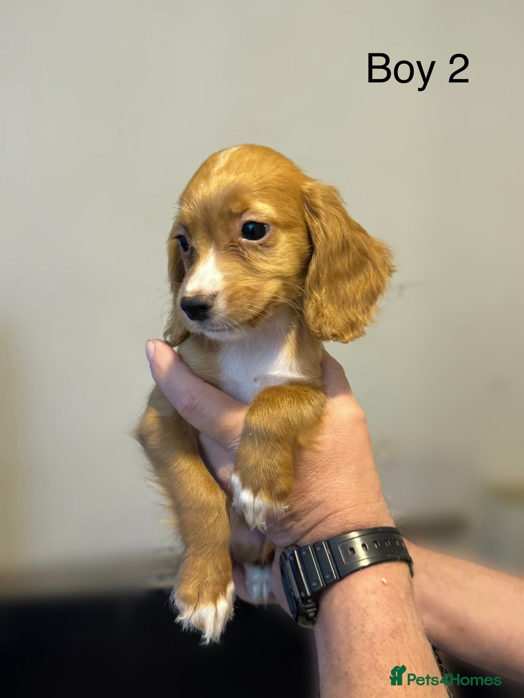 Cocker Spaniel dogs for sale: Beautiful cocker spaniel puppies ready now - Image 10