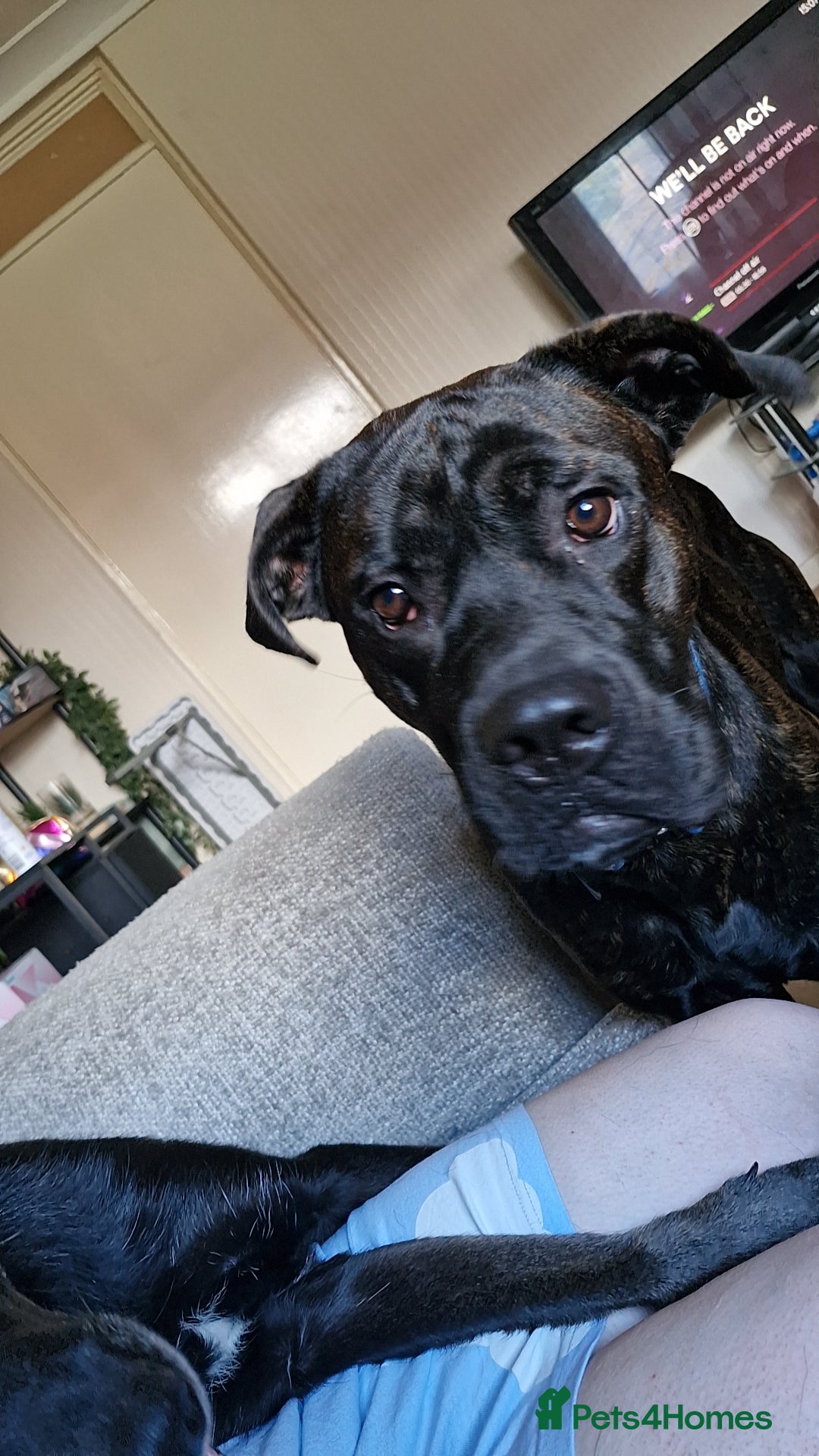 Mixed Breed dogs for sale: Meet Chase  - Image 2