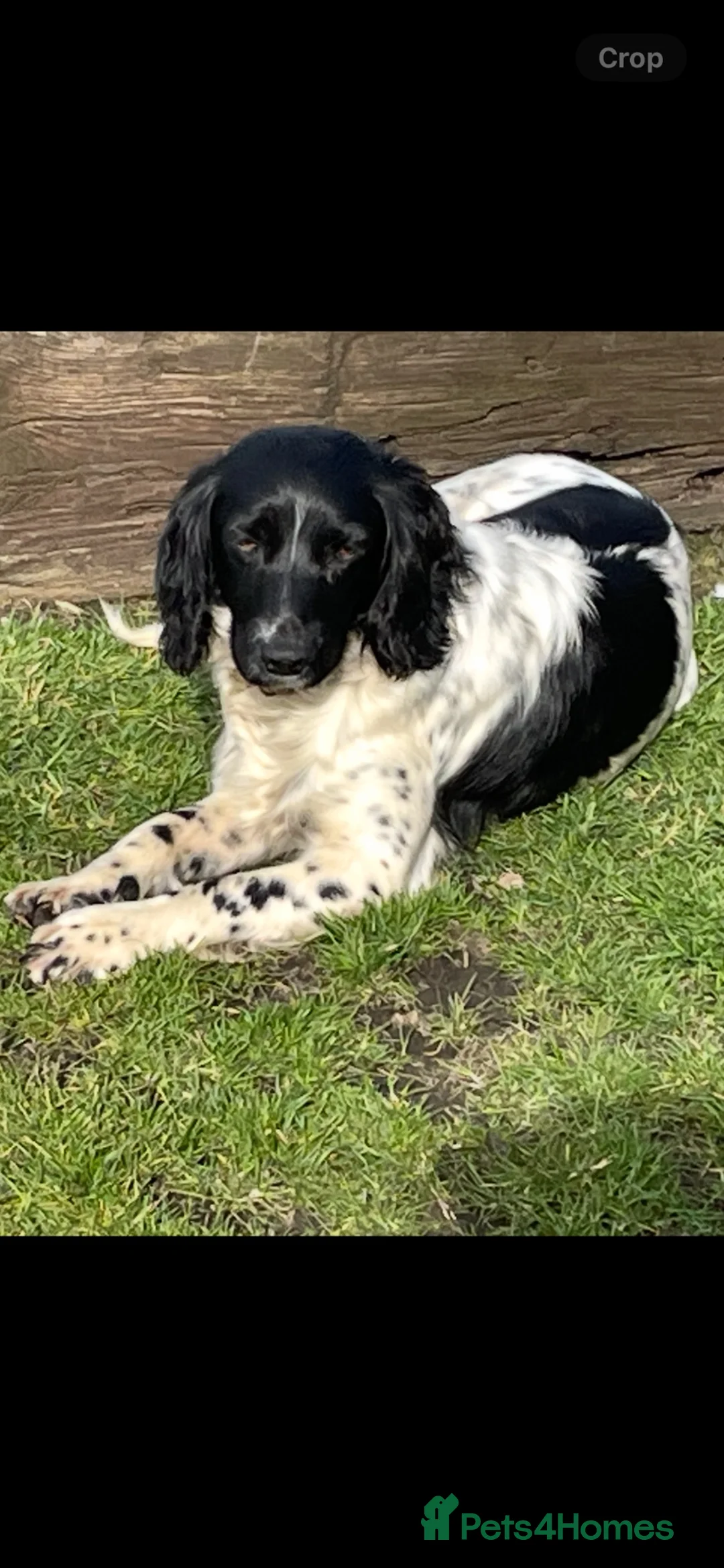 English Springer Spaniel dogs for sale: KC Registered Springer Spaniel Puppies for sale - Advert 9