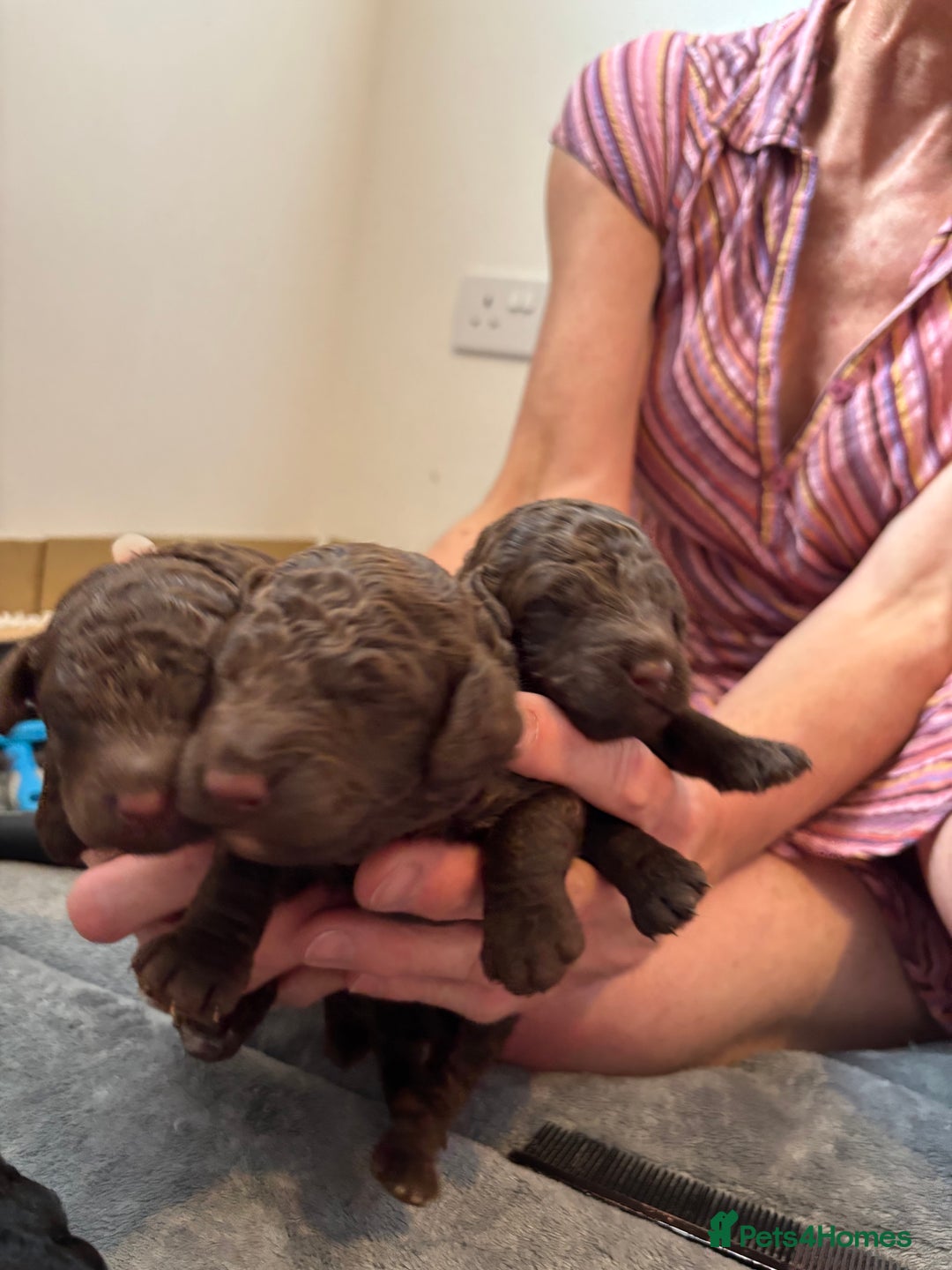 Cockapoo dogs for sale: 25%cocker spaniel 75% toy red poodle - Image 20