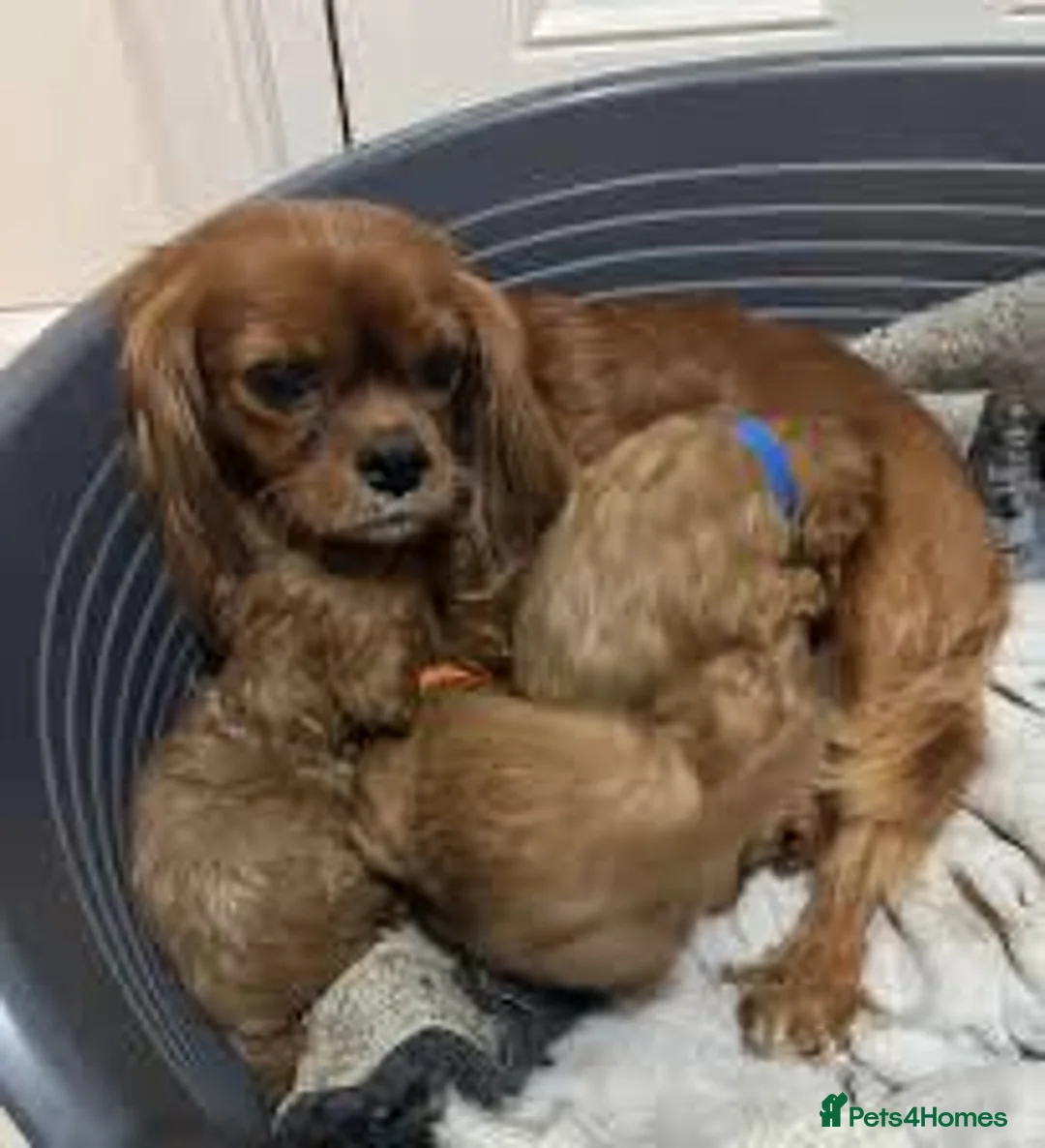 Cavapoo dogs for sale: Beautiful cavapoo puppies ready for forever homes in Baldock - Advert 2