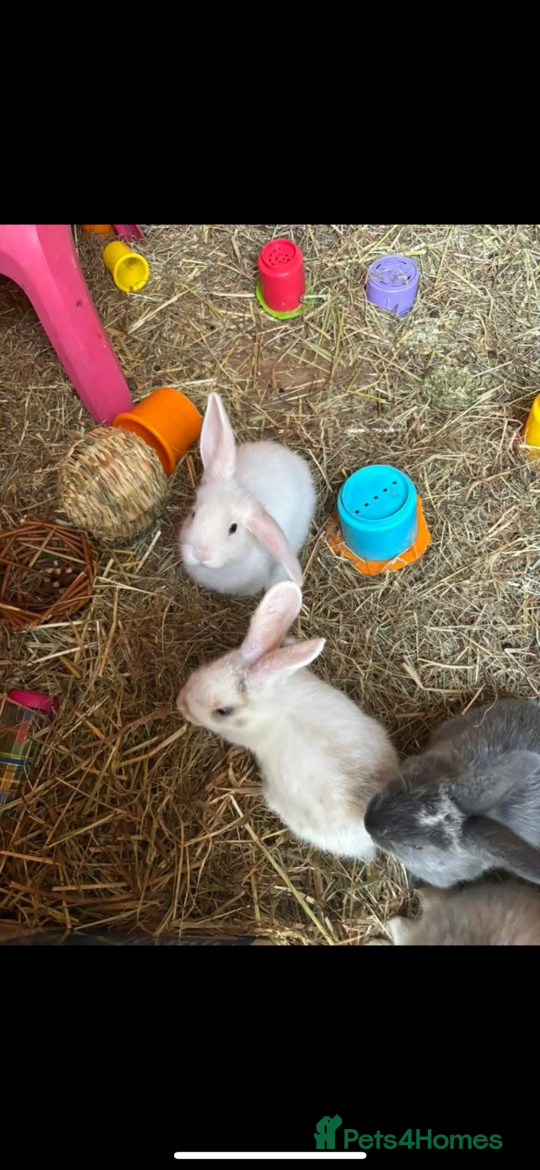 Mixed Breed rabbits for sale: Baby bunnies  in Basildon - Advert 2