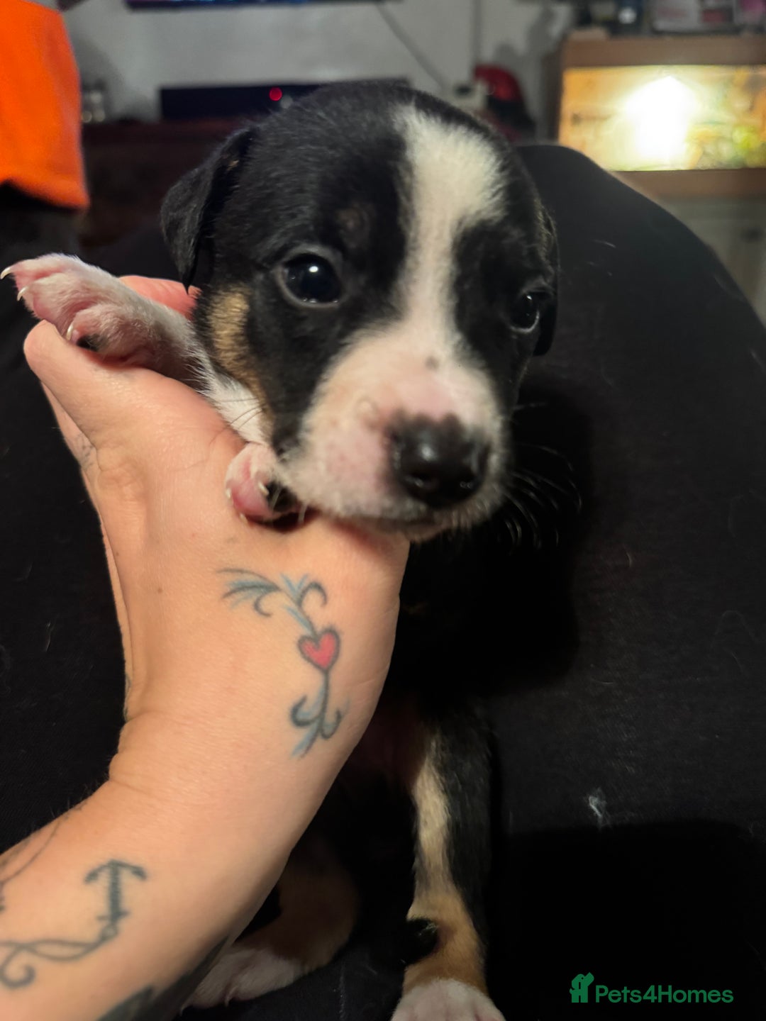 Mixed Breed dogs for sale: Pups for sale  - Advert 28