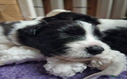 Border Collie dogs for sale: B. C. Puppies black and white kc reg - Advert 16
