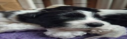 Border Collie dogs for sale: B. C. Puppies black and white kc reg - Advert 16