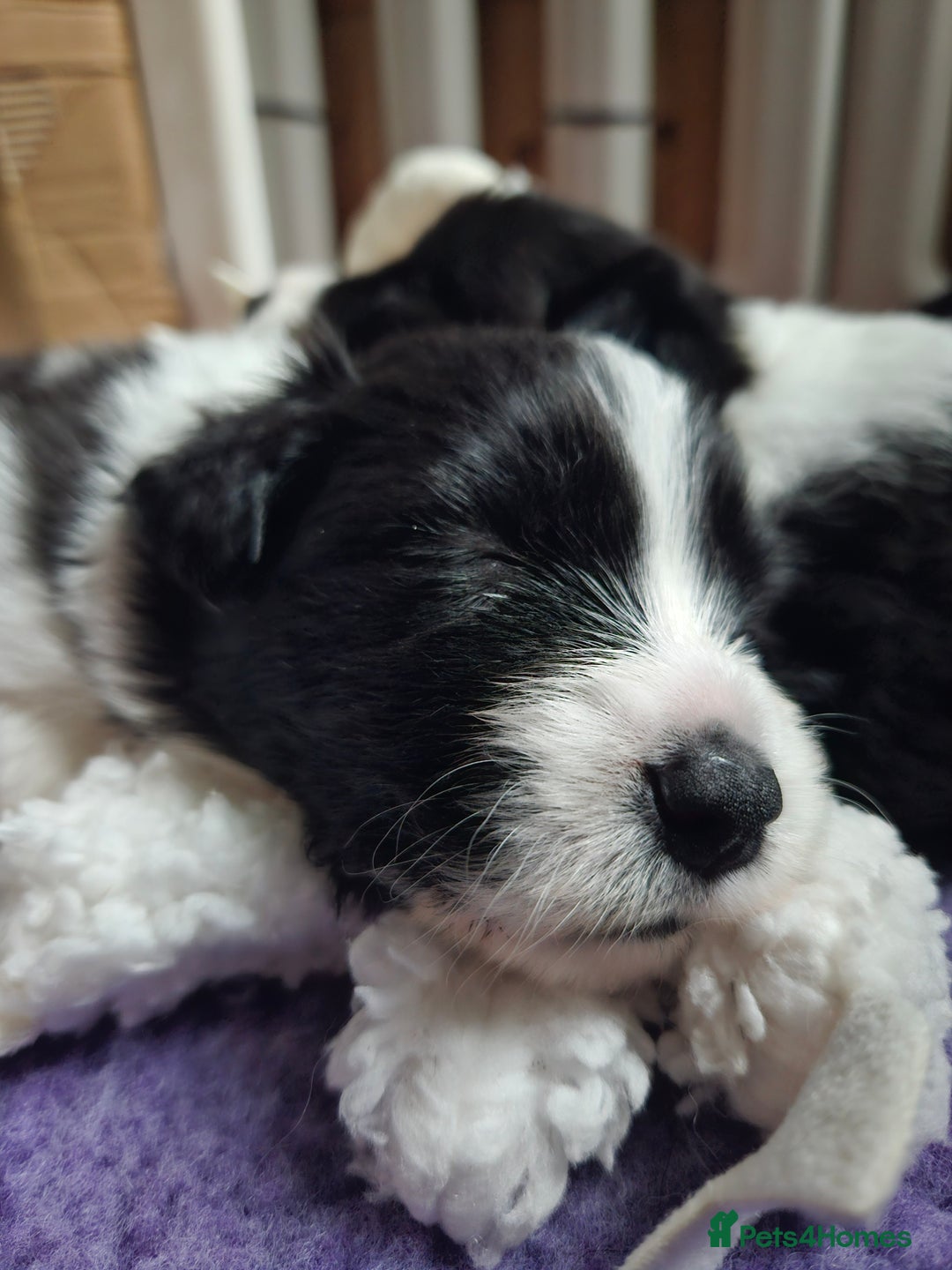 Border Collie dogs for sale: B. C. Puppies black and white kc reg - Advert 16