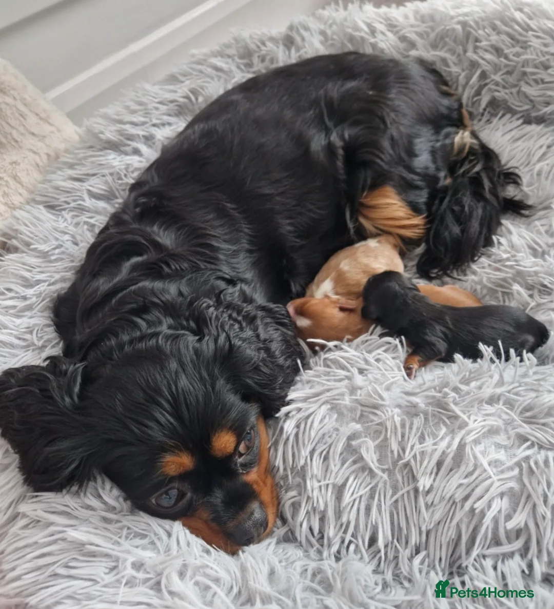 Cavalier King Charles Spaniel dogs for stud: Cavalier King Charles Stud Heart tested and DNA  - Advert 2