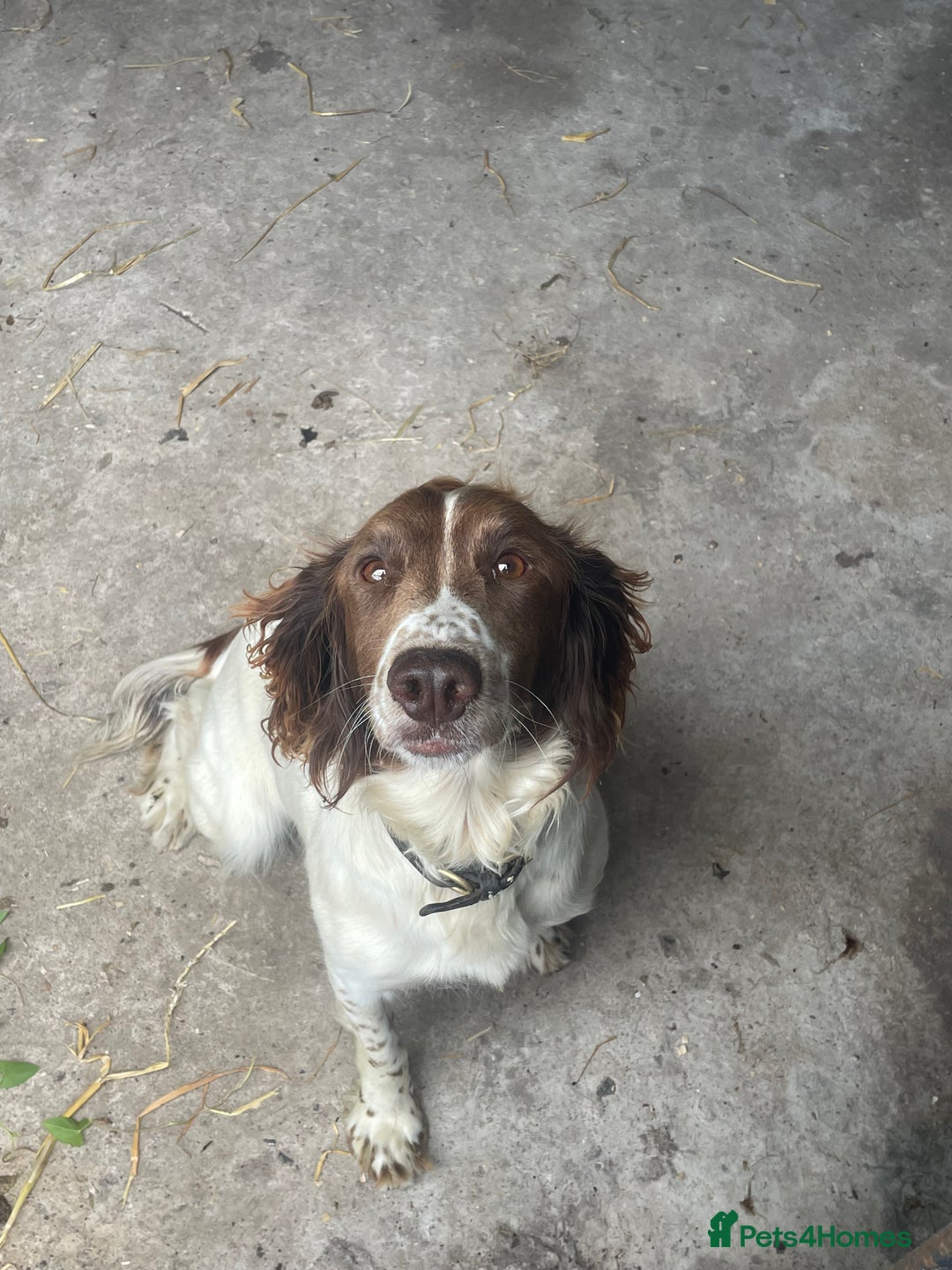 Sprocker dogs for sale: 5x gorgeous sprocker spaniel puppies for sale - Image 9