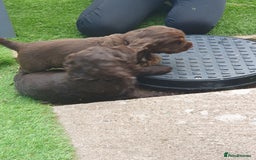 Cocker Spaniel dogs for sale: Working Cocker Spaniels  - Image 13