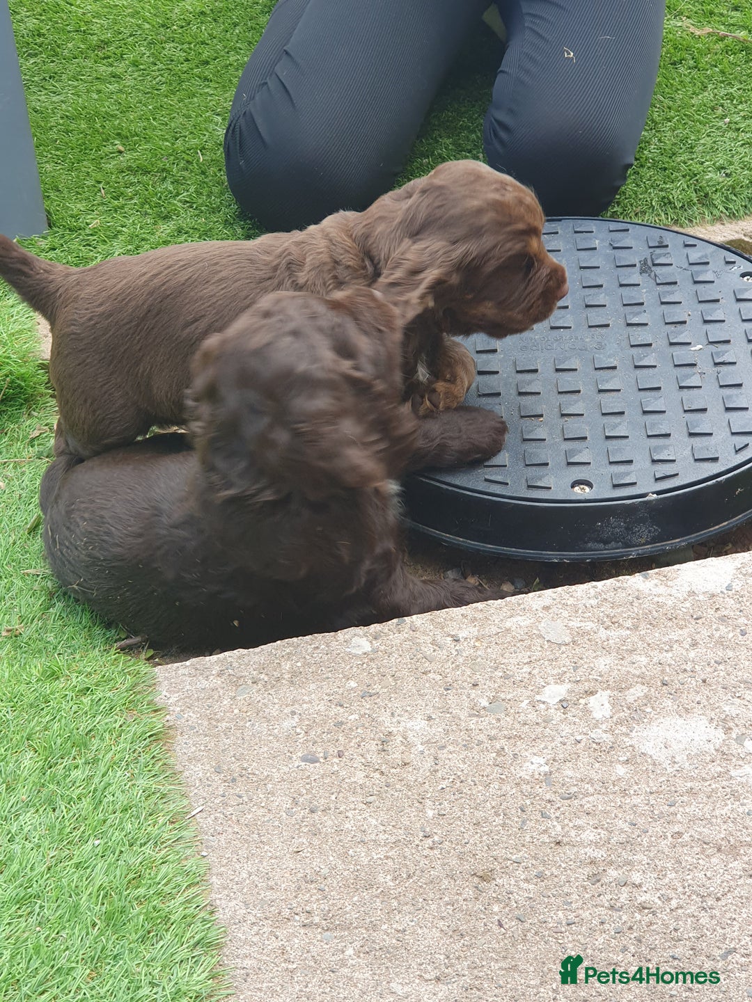 Cocker Spaniel dogs for sale: Working Cocker Spaniels  - Image 13