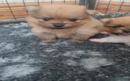 Pomeranian dogs for sale: Top Quality -KC registered  - Image 35