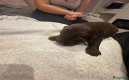 Cocker Spaniel dogs for sale: Cocker spaniel Puppies  - Advert 8