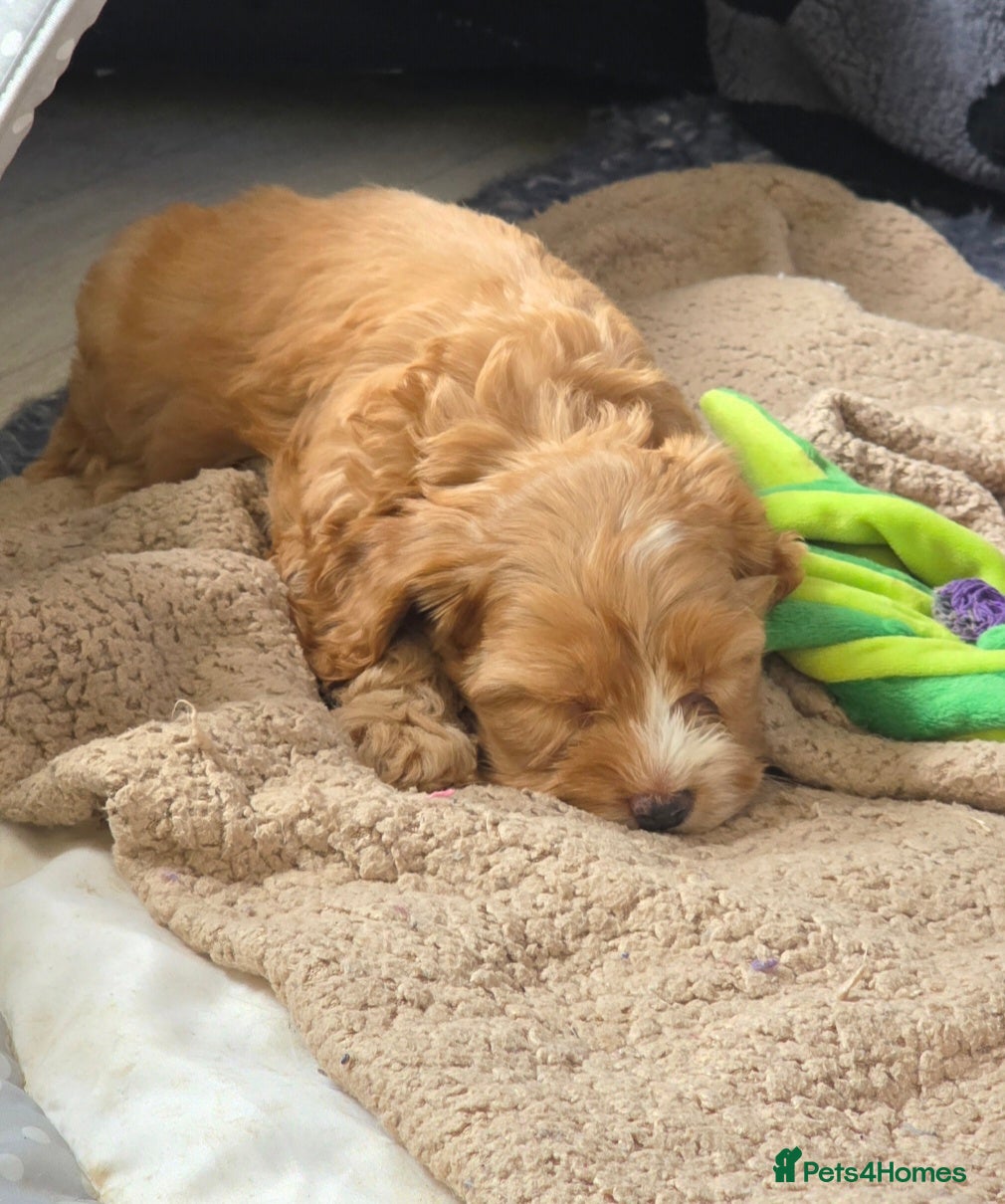 Cockapoo dogs Cockapoo puppies - Advert 16