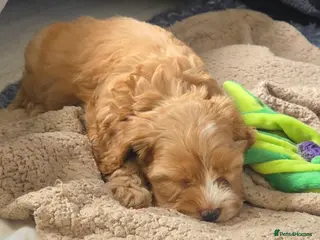 Cockapoo dogs Cockapoo puppies - Advert 16