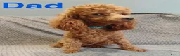 Cavapoo dogs for sale: Outstanding F1 Toy’s - Health Tested - KC parents - Advert 17