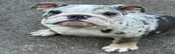 English Bulldog dogs for sale: English bulldog Blue tri Merle in Bradford - Advert 11
