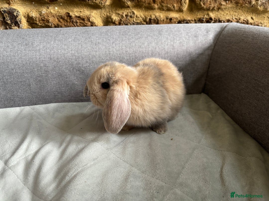 Mini Lop rabbits for sale: Mini Lops - Image 8