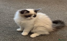 Ragdoll cats for sale: Gccf registered Ragdoll kittens  - Image 12
