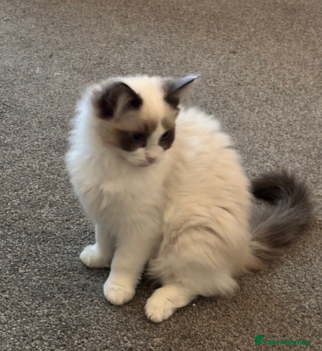 Ragdoll cats for sale: Gccf registered Ragdoll kittens  - Image 12